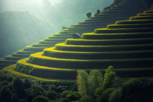 Rice Plantation G2526b72da 1280